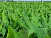 Tin tức - Loại củ dân dã xưa vứt trong xó bếp nay đổi đời thành "dược liệu", trồng bạt ngàn ở Việt Nam giúp nông dân làm giàu