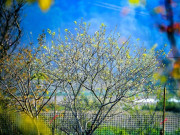 Lifestyle - Check-in xuân sớm ở vùng cao xứ Thanh, hoa đào, hoa mận khoe sắc