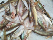 Lifestyle - Loại cá xưa có đầy giờ trở thành đặc sản nổi tiếng Quảng Trị, dân sành ăn thi nhau "săn lùng", giá 140.000 đ/kg