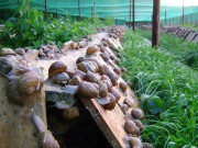 Tin tức - Đặc sản nghe tên "sợ khiếp vía", xưa không ai dám ăn, nay là món thơm ngon được ưa chuộng, giá 120.000 đồng/kg