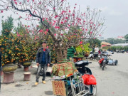 Tin tức - Đào quất xuống phố sớm, chợ Tết vẫn chưa đông