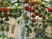 Sức khỏe - 12 loại rau củ "tốt nhất thế giới" được trồng bạt ngàn ở Việt Nam, giàu vitamin và chất chống oxy hóa, giá từ 5.000 đồng