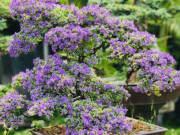 Tin tức - Xã Củ Chi, TPHCM có một "ông trùm" cây cảnh bạc tỷ, người mát tay đón lộc, nhà nghèo làm theo đều khá giả hẳn lên