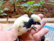 Tin tức - Đánh liều đưa thứ gà xấu xí lên nuôi trên núi ở Nghệ An, cả làng "phát ớn", sau cả làng phục lăn