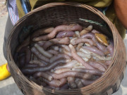 Lifestyle - Món "bim bim" là đặc sản Quảng Ninh xưa là sản vật tiến vua, nay giá vài triệu đồng một cân vẫn đầy người mua