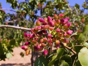 Sức khỏe - Loại hạt triệu đô nào “tốt nhất thế giới” vừa chiếm top 1 xuất khẩu ở Việt Nam, giá đắt đỏ được ví là "hạt hạnh phúc"?