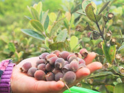 Nghề lạ ở Việt Nam: Trồng loại quả tím lịm thành đặc sản vạn người mê, nông dân đổi đời vươn lên làm giàu