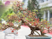 Tin tức - Cây ăn quả ở quê lên chậu thành bonsai đẹp lạ, được săn lùng vì ý nghĩa phong thủy, có cây giá chục triệu đồng