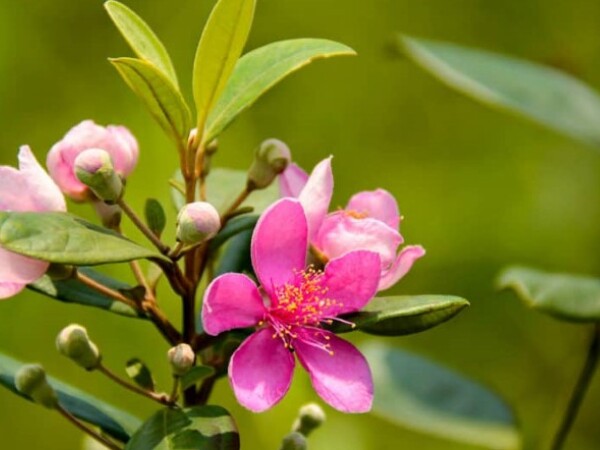 So với nhiều loại cây trồng cần đầu tư lớn, sim rừng lại khá dễ tính.