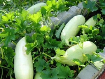 Sức khỏe - Thứ xưa bỏ đi nay lên đời thành đặc sản, trắng giòn sần sật làm nhiều món ngon, giá 50.000 đồng/kg, tốt cho sức khỏe