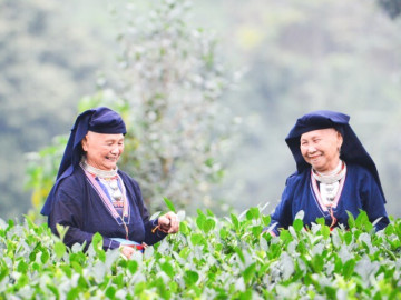 Lạc giữa biển chè bát úp dưới chân Tam Đảo