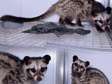 Nuôi con “ăn ít, lời nhiều”, ông nông dân Thái Nguyên cứ bán 1 con cầm chục triệu đồng