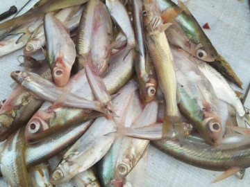 Loại cá xưa có đầy giờ trở thành đặc sản nổi tiếng Quảng Trị, dân sành ăn thi nhau săn lùng, giá 140.000 đ/kg