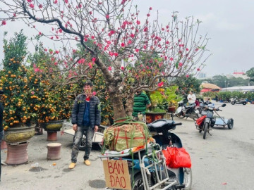 Đào quất xuống phố sớm, chợ Tết vẫn chưa đông