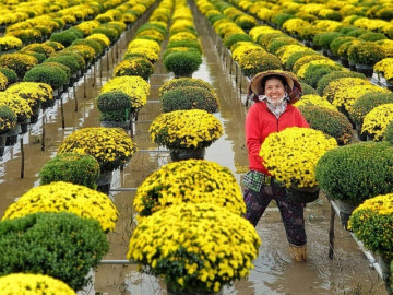 12 chợ hoa Tết nổi tiếng Việt Nam: Toàn chợ đầu mối giá rẻ, đủ loại hoa “đặc sản”, có nơi càng về đêm càng nhộn nhịp