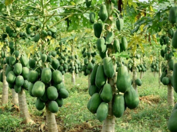 Loại quả "tốt nhất thế giới" ở Việt Nam trồng bạt ngàn, giá rẻ từ 15.000 đ/kg, giúp tiêu hóa khỏe, giảm đầy hơi sau Tết