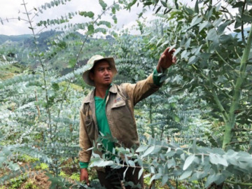 Trồng loại cây nghe tên đã thấy giàu có, vừa tỏa mùi hương vừa giúp hút tài lộc, nhiều nông dân vươn lên làm giàu