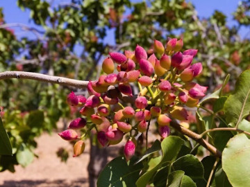 Sức khỏe - Loại hạt triệu đô nào “tốt nhất thế giới” vừa chiếm top 1 xuất khẩu ở Việt Nam, giá đắt đỏ được ví là "hạt hạnh phúc"?