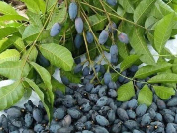 Đặc sản được ví là “lộc trời” nhờ hương vị lạ, chế biến thành vạn món ngon, 250.000 đồng/kg vẫn có người mua