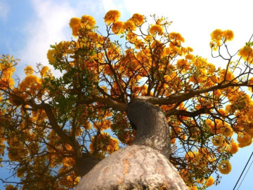 Sắc hoa phong linh "nhuộm vàng" tuyến phố ở Vũng Tàu, du khách rủ nhau check-in