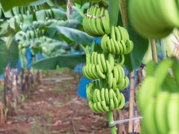 Trồng loại cây “1 vốn 4 lời” lại siêu giàu Kali, nông dân miền Tây nhẹ nhàng bỏ túi trăm triệu đồng mỗi năm