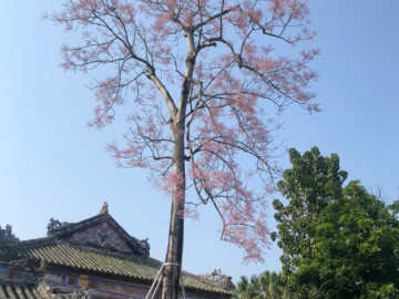 "Tọa độ" hoa ngô đồng xứ Huế: Ngoài Đại nội còn góc cây ở công viên ngát xanh