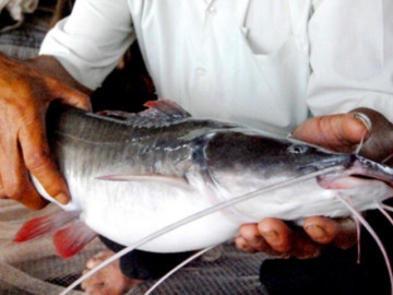 Loài cá có đuôi đỏ rực càng chăm càng bự, nuôi 12 tháng cho thu hoạch giúp nông dân đổi đời, vươn lên làm giàu