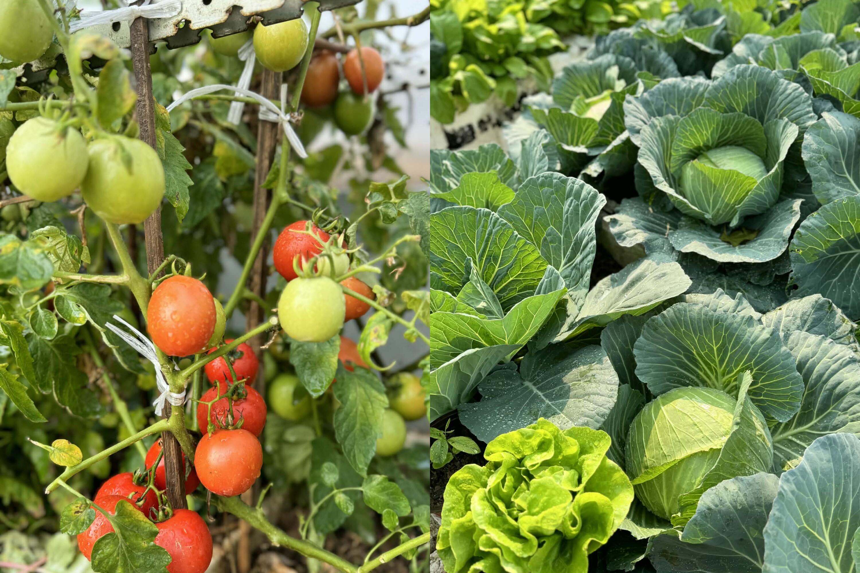 Lo ngại thực phẩm bẩn, mẹ 8X Hà Nội chi 10 triệu biến sân thượng nhà thành khu vườn đẹp xanh không thiếu rau gì - 3