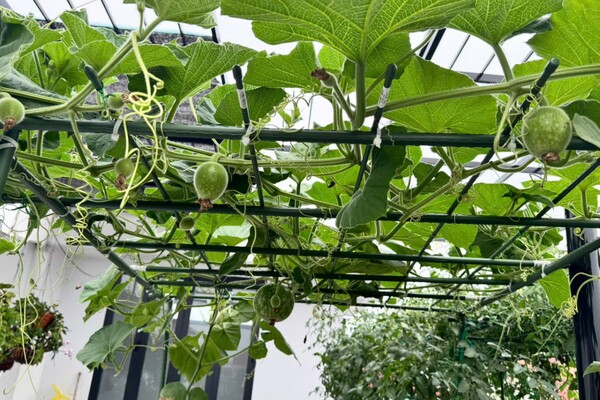 Mẹ đảm Bắc Ninh biến ngôi nhà thành tổ ấm phủ đầy hoa lá, khu vườn sân thượng 90m2 sum suê rau củ - 7