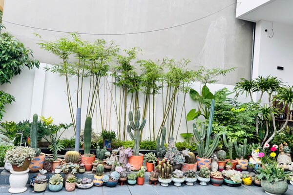 Mẹ đảm Bắc Ninh biến ngôi nhà thành tổ ấm phủ đầy hoa lá, khu vườn sân thượng 90m2 sum suê rau củ - 3