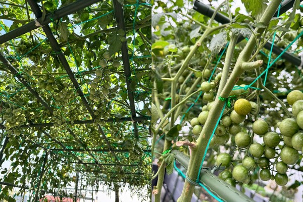 Mẹ đảm Bắc Ninh biến ngôi nhà thành tổ ấm phủ đầy hoa lá, khu vườn sân thượng 90m2 sum suê rau củ - 8