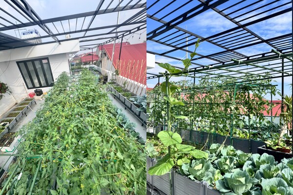 Mẹ đảm Bắc Ninh biến ngôi nhà thành tổ ấm phủ đầy hoa lá, khu vườn sân thượng 90m2 sum suê rau củ - 9
