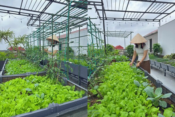Mẹ đảm Bắc Ninh biến ngôi nhà thành tổ ấm phủ đầy hoa lá, khu vườn sân thượng 90m2 sum suê rau củ - 10