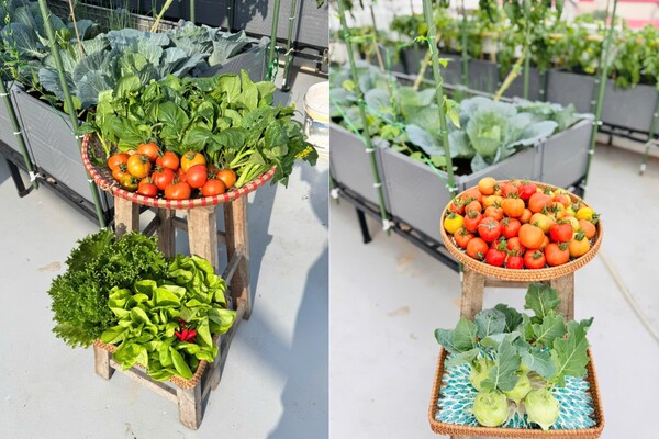 Mẹ đảm Bắc Ninh biến ngôi nhà thành tổ ấm phủ đầy hoa lá, khu vườn sân thượng 90m2 sum suê rau củ - 11