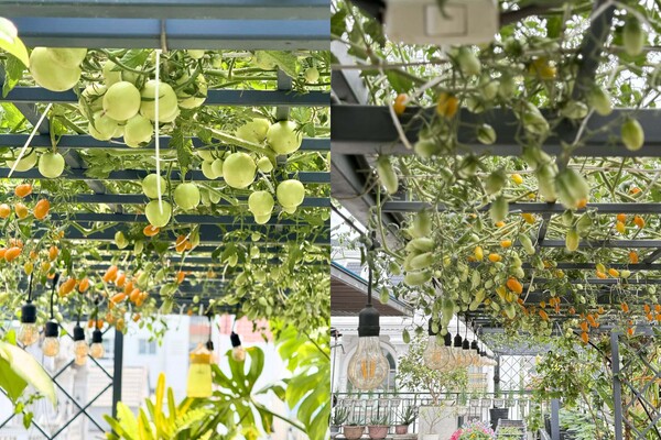 Mẹ đảm Quãng Ngãi biến sân thượng ngôi nhà thành khu vườn 100m2 rau củ gì cũng có, ăn quanh năm không hết - 2