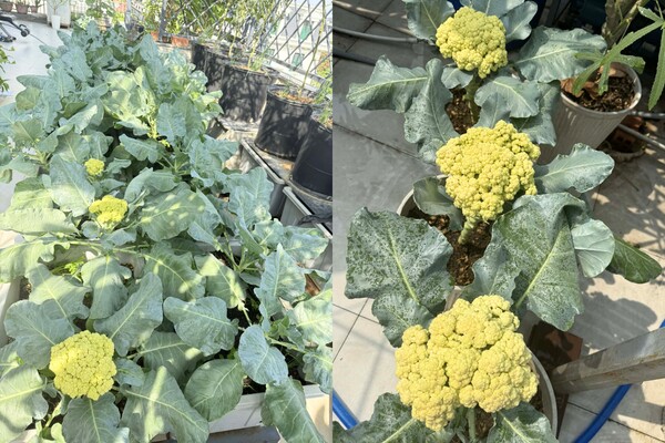 Mẹ đảm Quãng Ngãi biến sân thượng ngôi nhà thành khu vườn 100m2 rau củ gì cũng có, ăn quanh năm không hết - 3