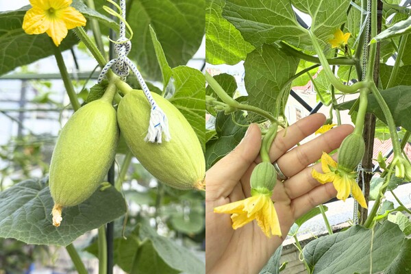 Mẹ đảm Quãng Ngãi biến sân thượng ngôi nhà thành khu vườn 100m2 rau củ gì cũng có, ăn quanh năm không hết - 4