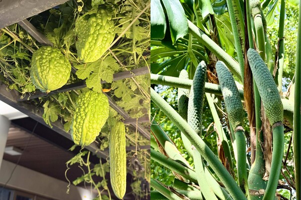 Mẹ đảm Quãng Ngãi biến sân thượng ngôi nhà thành khu vườn 100m2 rau củ gì cũng có, ăn quanh năm không hết - 5