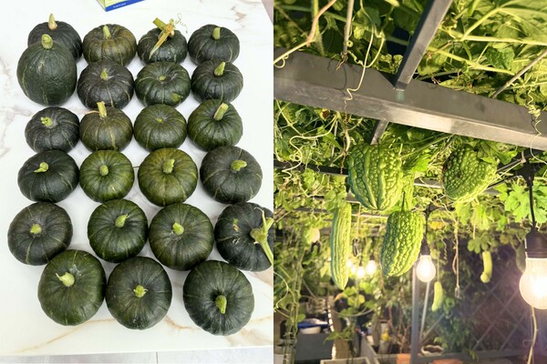 Mẹ đảm Quãng Ngãi biến sân thượng ngôi nhà thành khu vườn 100m2 rau củ gì cũng có, ăn quanh năm không hết - 6