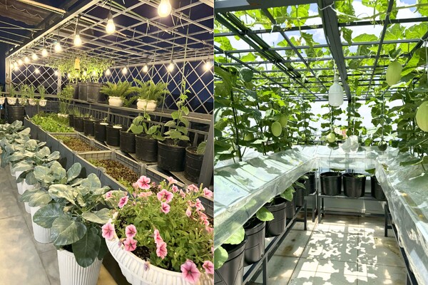 Mẹ đảm Quãng Ngãi biến sân thượng ngôi nhà thành khu vườn 100m2 rau củ gì cũng có, ăn quanh năm không hết - 8