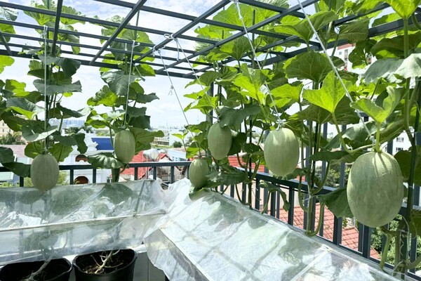 Mẹ đảm Quãng Ngãi biến sân thượng ngôi nhà thành khu vườn 100m2 rau củ gì cũng có, ăn quanh năm không hết - 7