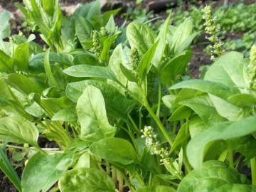 Yêu con - Loại rau mùa xuân mọc đầy bờ rào Việt Nam, tốt nhất thế giới, bổ hơn thịt, trẻ ăn nhiều sáng mắt