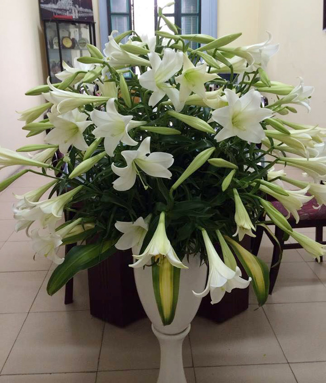 Bình hoa loa kèn cỡ đại nhà chị Nguyễn Thúy Minh - Giáo viên tiểu học
