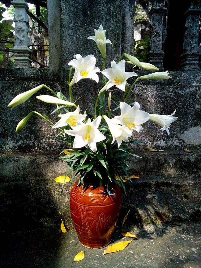 Bình hoa loa kèn của chị Trần Phan Thanh Hoa.
