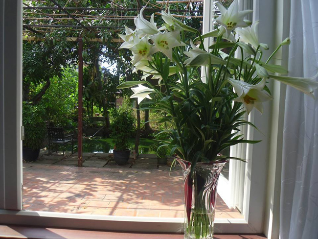 Dù ở trong miền Nam nhưng chị Yến Quỳnh cũng sắm được cho nhà mình một lọ hoa loa kèn 'khổng lồ'.
