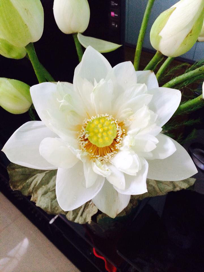 Những bông sen trắng ngần của độ sen năm ngoái nhà chị. Phía bên trong hoa sen, đằng sau lớp cánh dài là một lớp cánh mỏng nằm sát nhụy sen.
