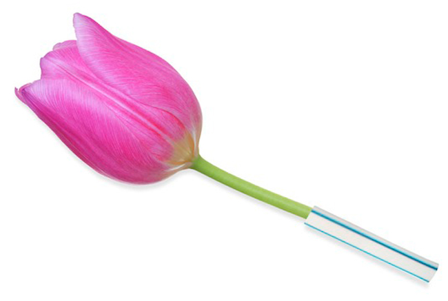 Với những bông hoa thân mềm thì cắm bên ngoài một chiếc ống hút giúp bạn dễ dàng tạo dáng cho chúng hơn khi cắm hoa bằng mút xốp.
