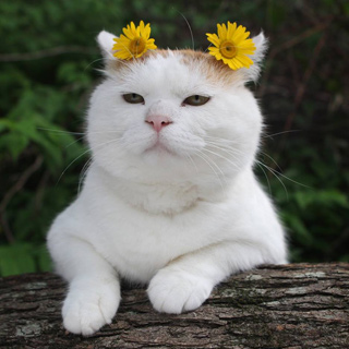 Mèo cảnh: Tổng hợp những giống mèo đẹp, hình ảnh hài hước, cách nuôi và ...