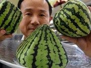 Nhà đẹp - Ăn một quả, mất luôn...xe hơi, loại trái cây này chỉ dành cho "người chịu chơi"