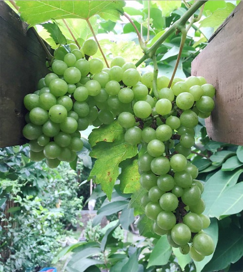 Từng đạp xe bán cơm bụi, Hà Tăng đã xây được cho ba mẹ biệt thự tiền tỷ trước khi lấy chồng - 9